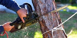 Why Choose Our Tree Removal Services in Pleak, TX?