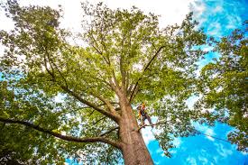 Reliable Pleak, TX  Tree Services Solutions