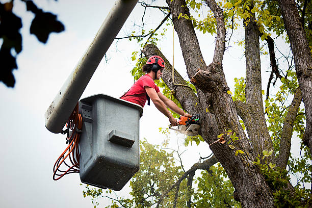 Best Stump Grinding and Removal  in Pleak, TX